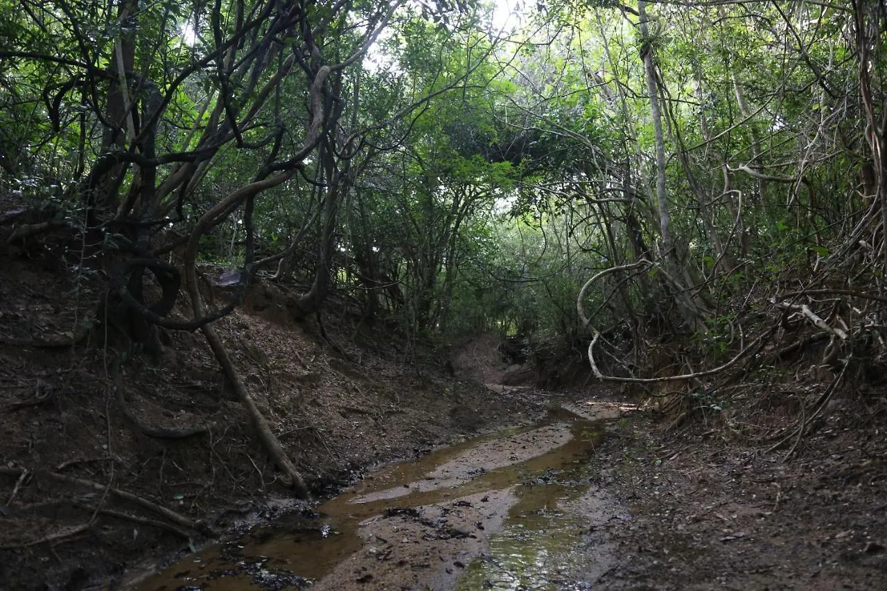 Sky Forest 하바라나